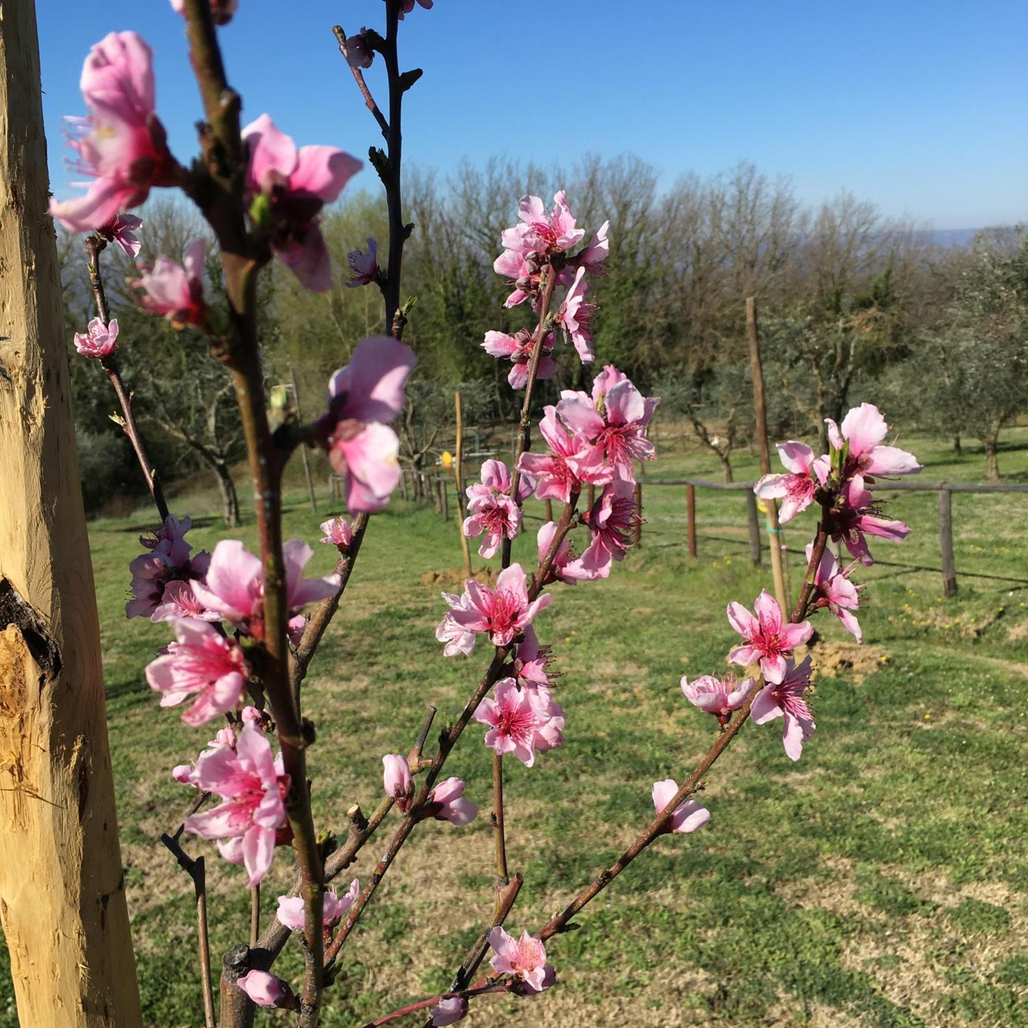 Agriturismo Podere Dell' Olmo Амелиа Екстериор снимка
