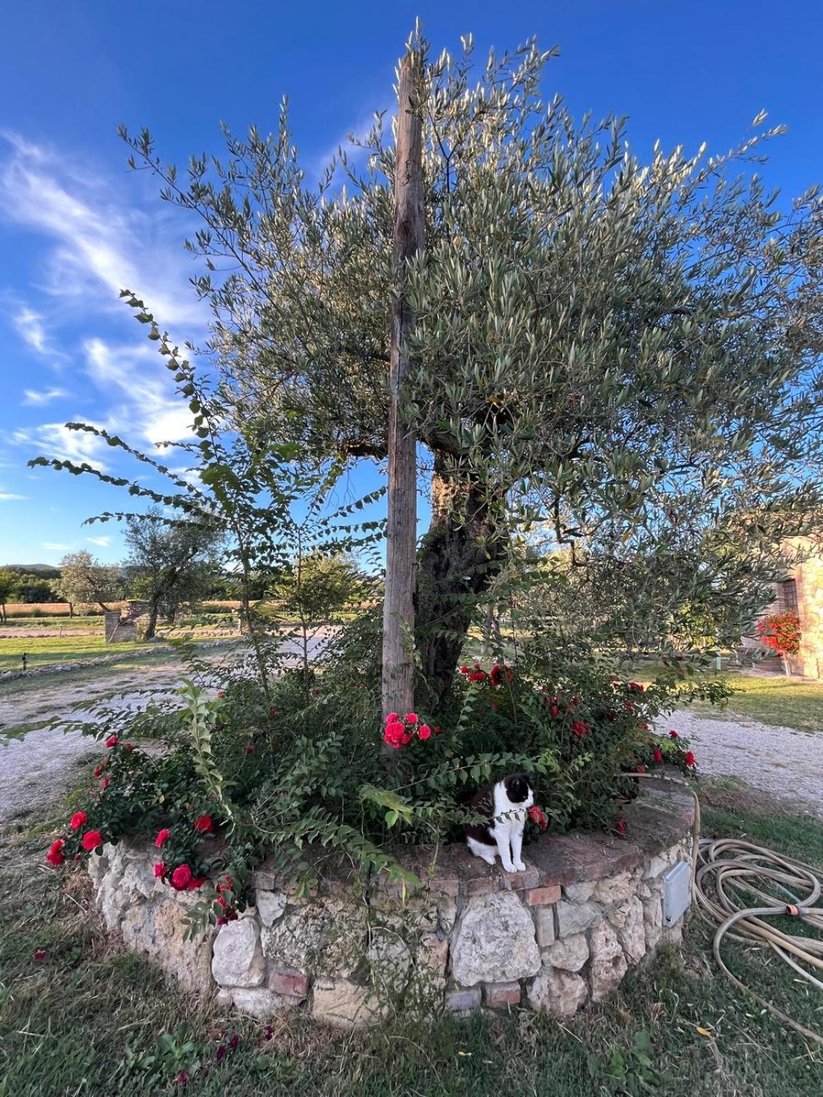 Agriturismo Podere Dell' Olmo Амелиа Екстериор снимка